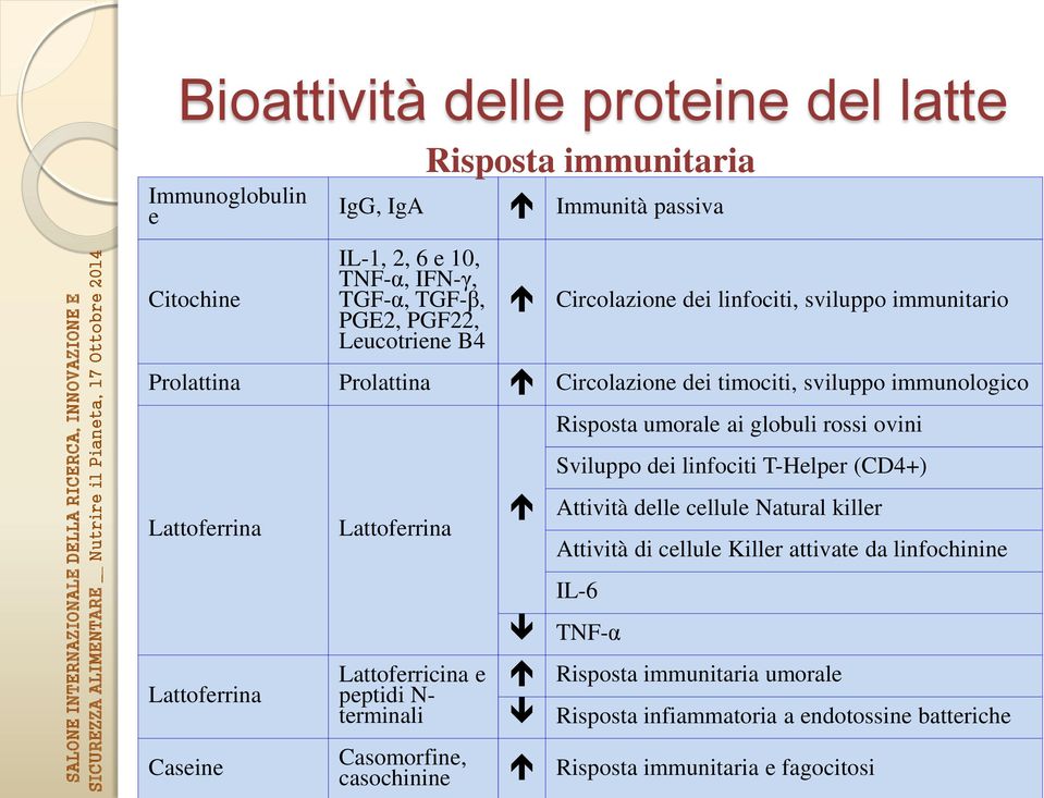 Lattoferricina e peptidi N- terminali Casomorfine, casochinine Risposta umorale ai globuli rossi ovini Sviluppo dei linfociti T-Helper (CD4+) Attività delle cellule Natural