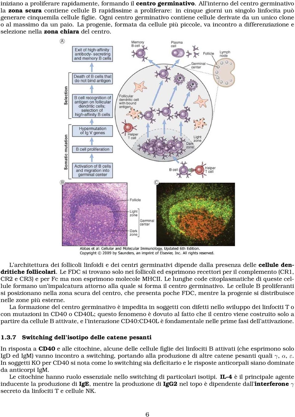 Ogni centro germinativo contiene cellule derivate da un unico clone o al massimo da un paio.