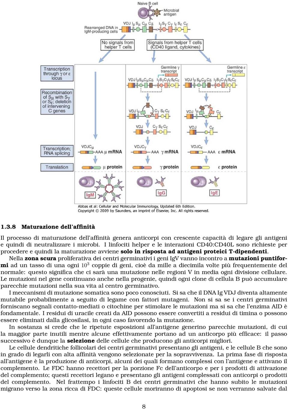 Nella zona scura proliferativa dei centri germinativi i geni IgV vanno incontro a mutazioni puntiformi ad un tasso di una ogni 10 3 coppie di geni, cioè da mille a diecimila volte più frequentemente