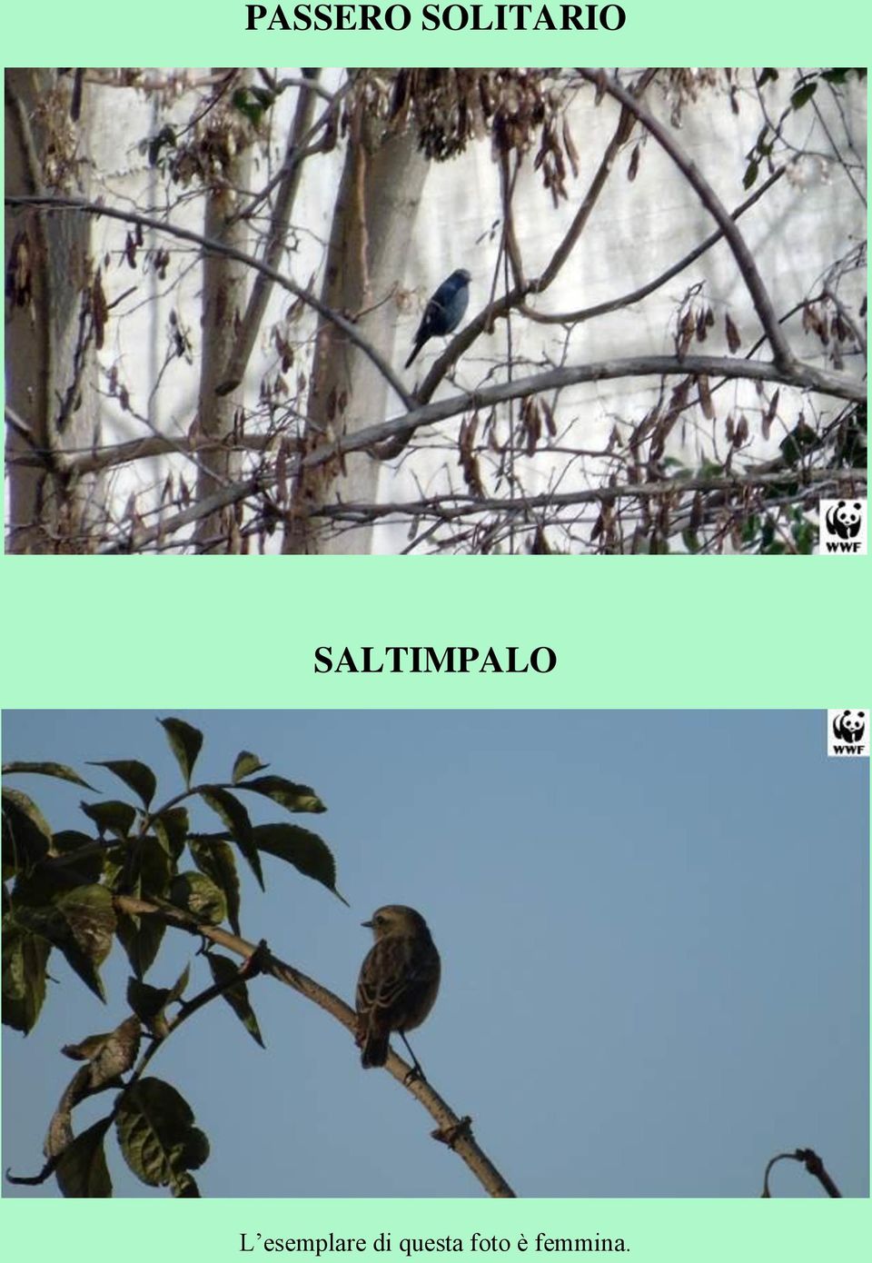 SALTIMPALO L