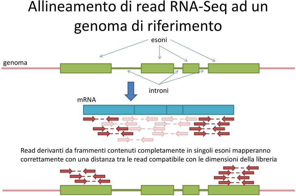 completamente in singoli esoni mapperanno correttamente con