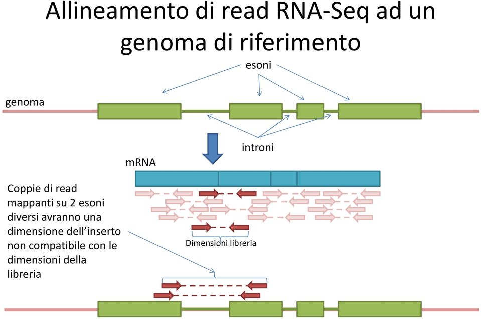 esoni diversi avranno una dimensione dell inserto non