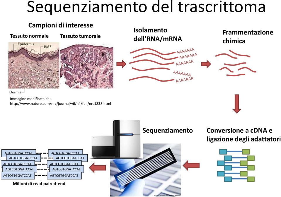 html Sequenziamento Conversione a cdnae ligazione degli adattatori AGTCGTGGATCCAT AGTCGTGGATCCAT AGTCGTGGATCCAT