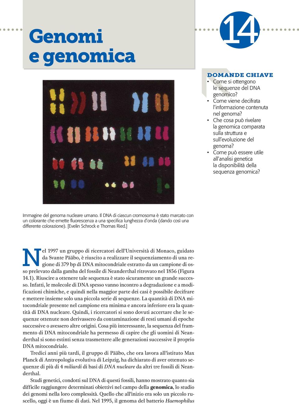 Immagine del genoma nucleare umano. Il DNA di ciascun cromosoma è stato marcato con un colorante che emette fluorescenza a una specifica lunghezza d onda (dando così una differente colorazione).