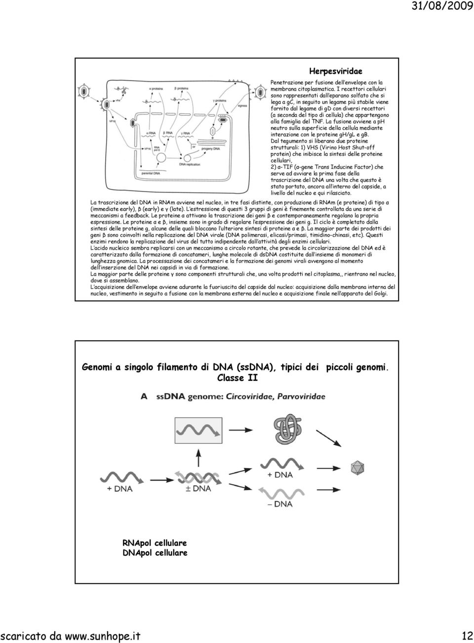 che appartengono alla famiglia del TNF. La fusione avviene a ph neutro sulla superficie della cellula mediante interazione con le proteine gh/gl e gb.