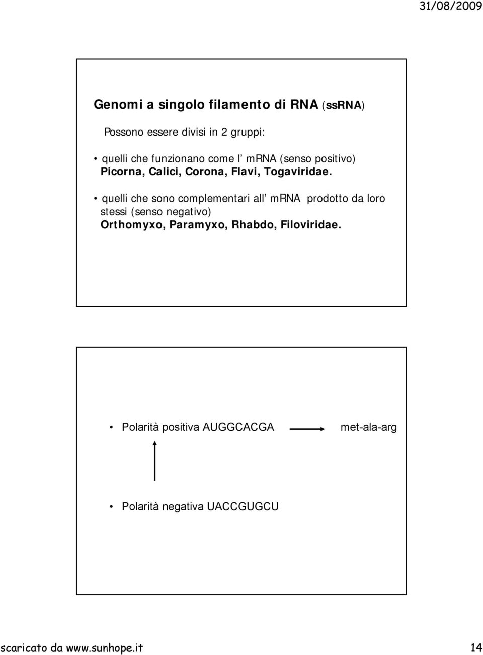 quelli che sono complementari all mrna prodotto da loro stessi (senso negativo) Orthomyxo,