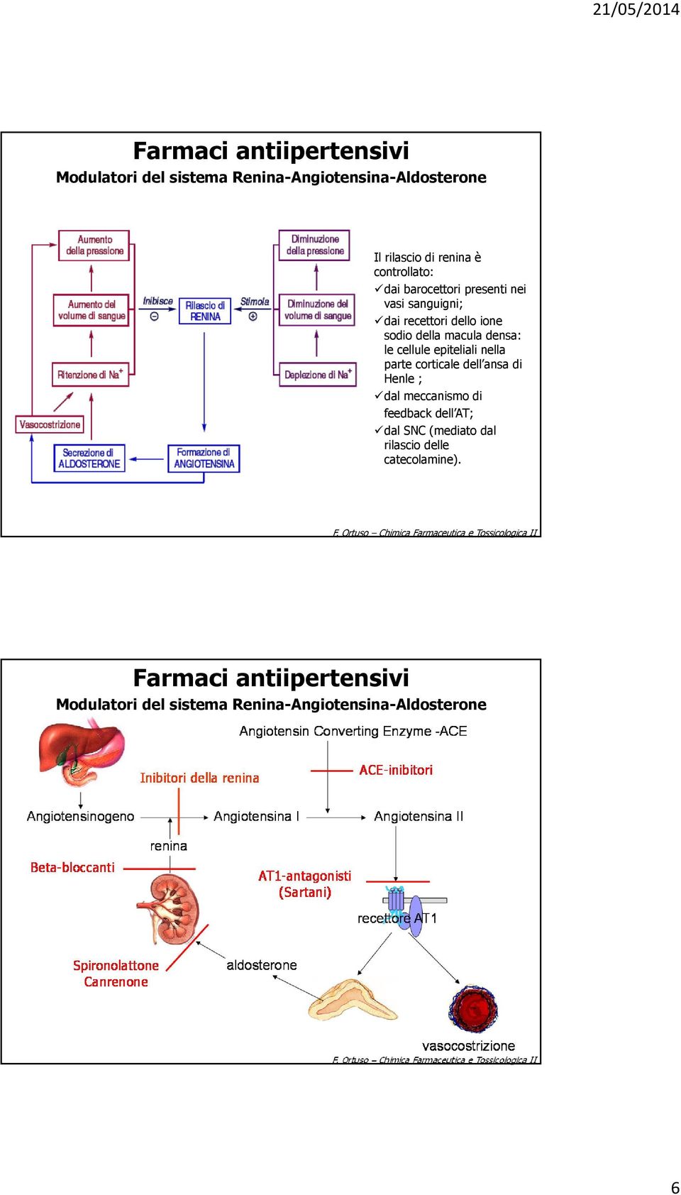 cellule epiteliali nella parte corticale dell ansa di Henle ; dal meccanismo di feedback dell AT;