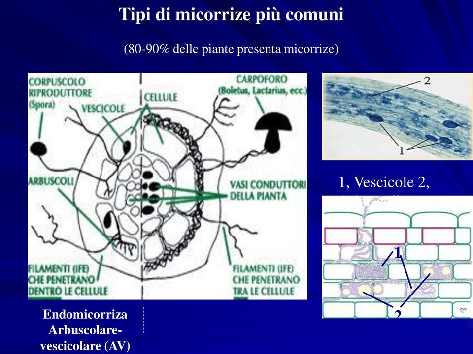 micorrize) 1, Vescicole 2,