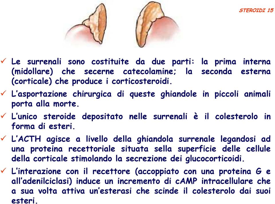 L ACT agisce a livello della ghiandola surrenale legandosi ad una proteina recettoriale situata sella superficie delle cellule della corticale stimolando la secrezione dei