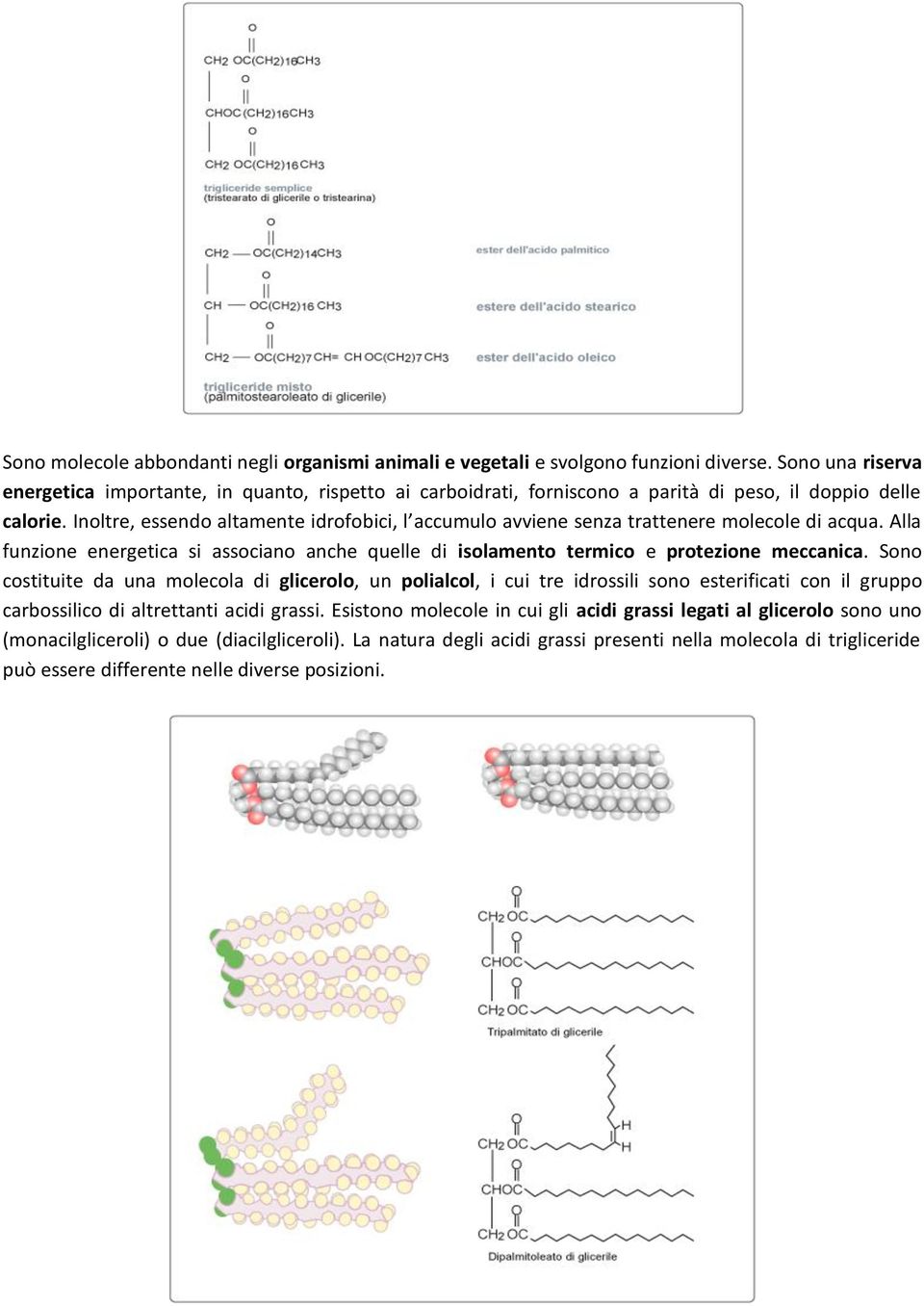 Inoltre, essendo altamente idrofobici, l accumulo avviene senza trattenere molecole di acqua. Alla funzione energetica si associano anche quelle di isolamento termico e protezione meccanica.