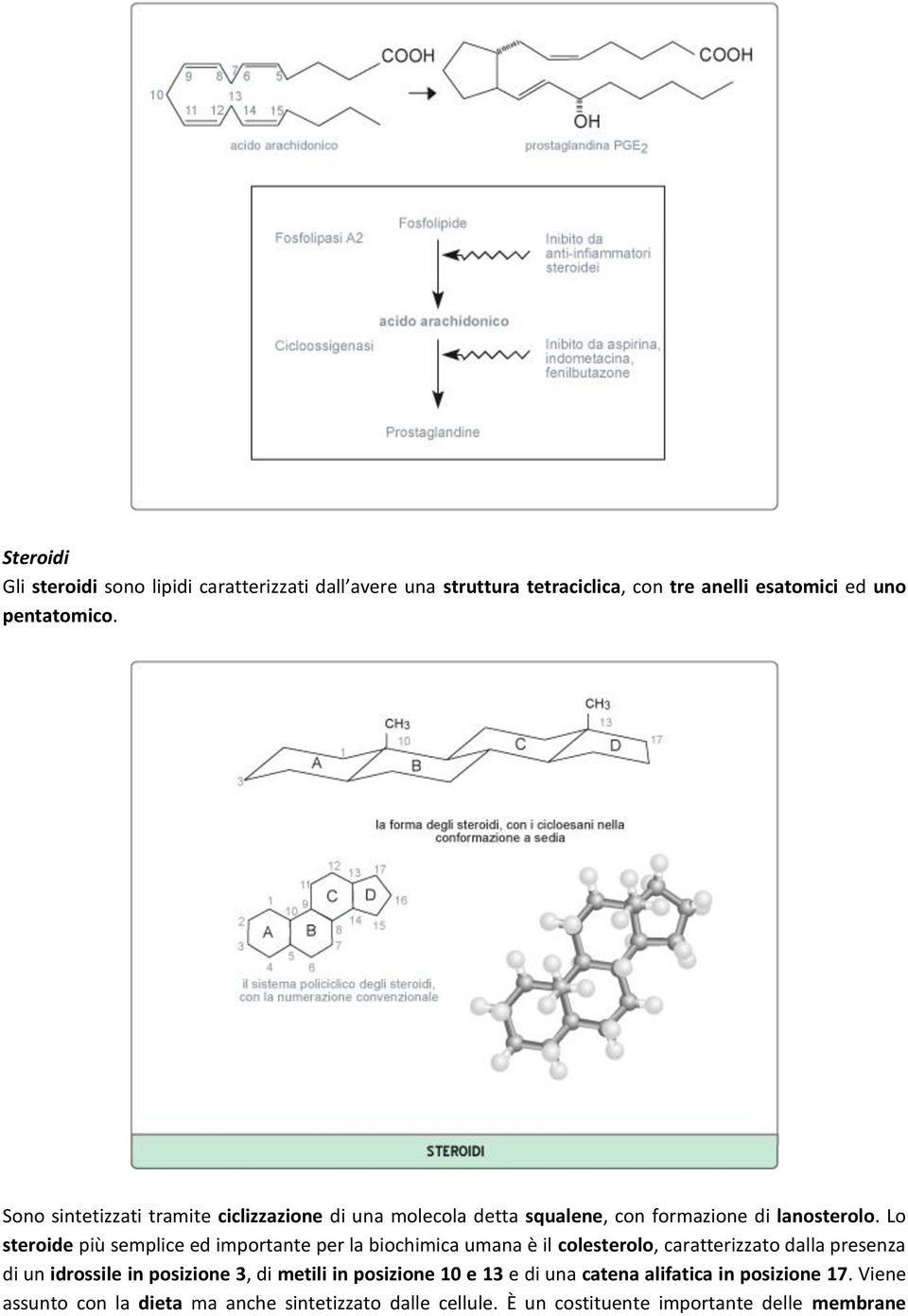 Lo steroide più semplice ed importante per la biochimica umana è il colesterolo, caratterizzato dalla presenza di un idrossile in posizione