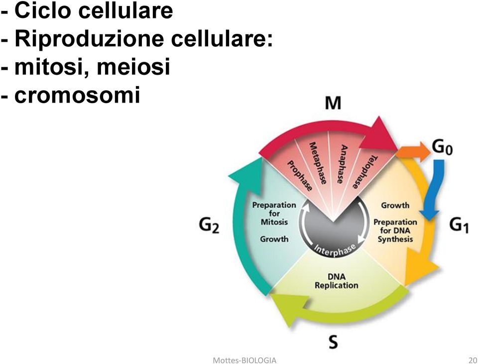 cellulare: - mitosi,