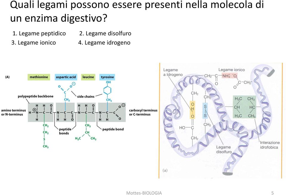 Legame peptidico 2. Legame disolfuro 3.