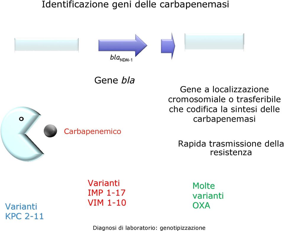 codifica la sintesi delle carbapenemasi Rapida trasmissione della