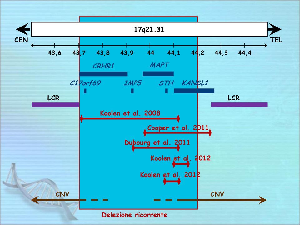 C17orf69 CRHR1 MAPT IMP5 STH KANSL1 LCR LCR Koolen et al.