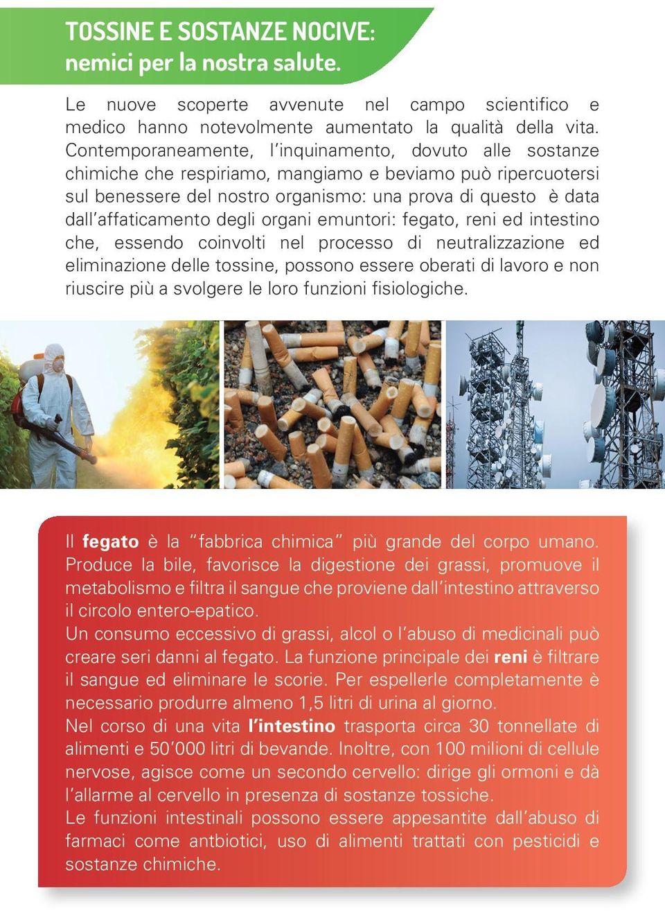 affaticamento degli organi emuntori: fegato, reni ed intestino che, essendo coinvolti nel processo di neutralizzazione ed eliminazione delle tossine, possono essere oberati di lavoro e non riuscire