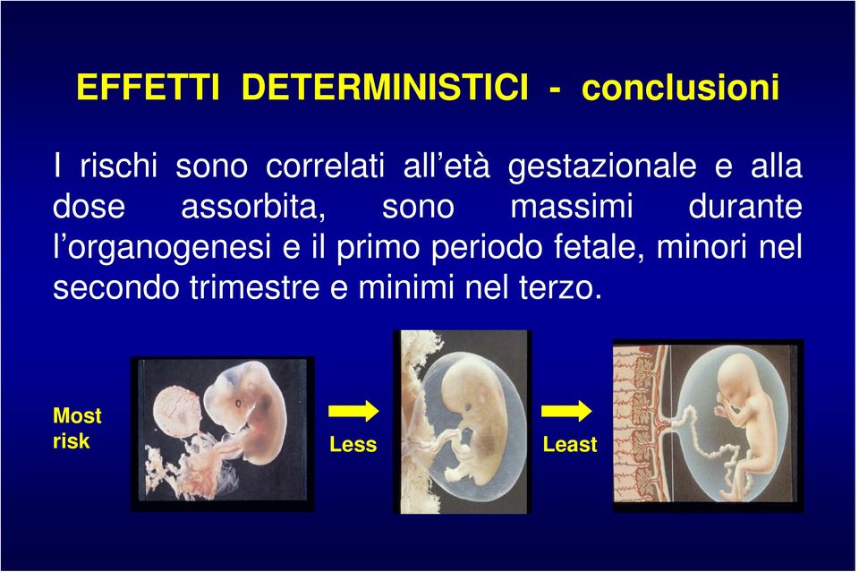 massimi durante l organogenesi e il primo periodo fetale,