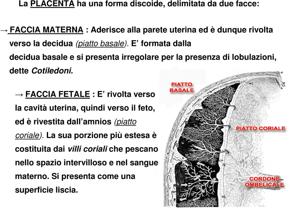 FACCIA FETALE : E rivolta verso la cavità uterina, quindi verso il feto, ed è rivestita dall amnios (piatto coriale).