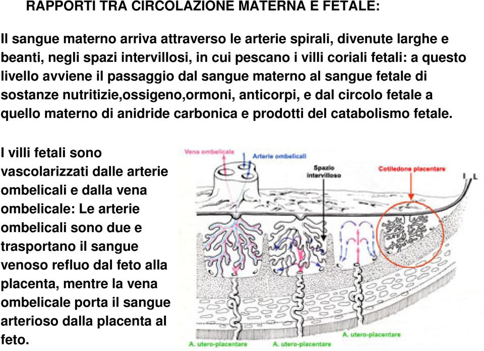 circolo fetale a quello materno di anidride carbonica e prodotti del catabolismo fetale.