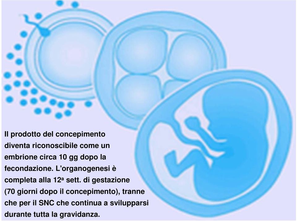 L'organogenesi è completa alla 12 a sett.