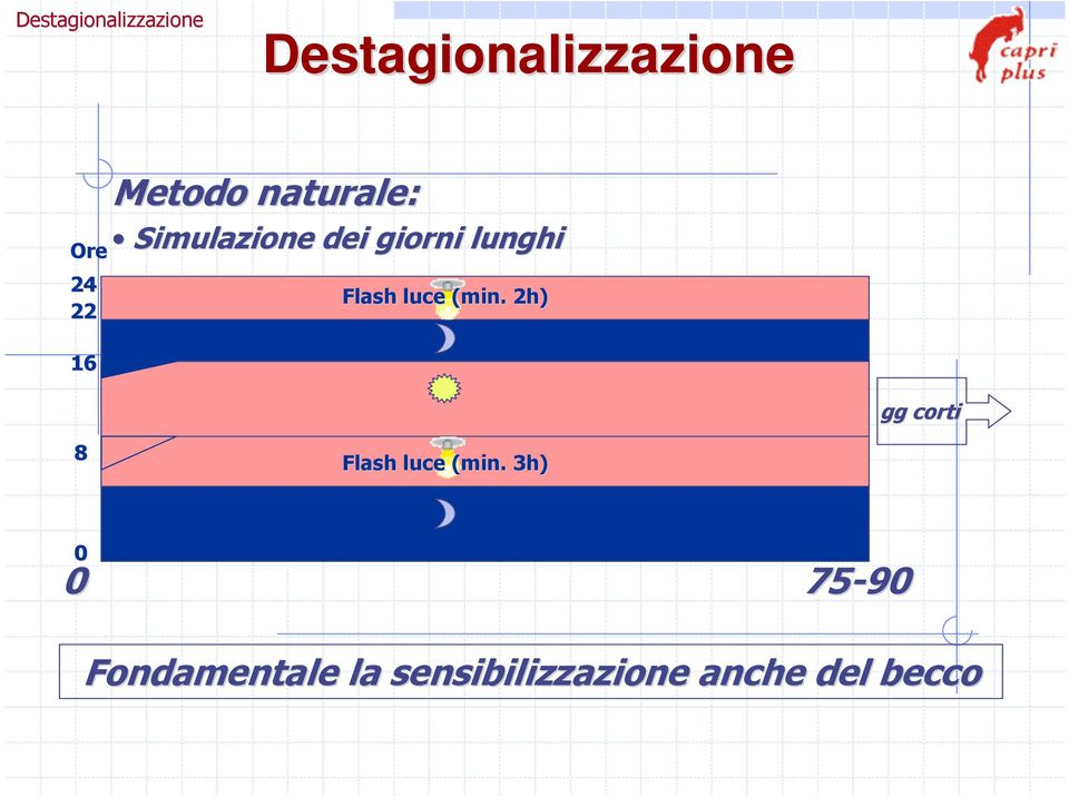 Flash luce (min. 2h) gg corti 8 Flash luce (min.