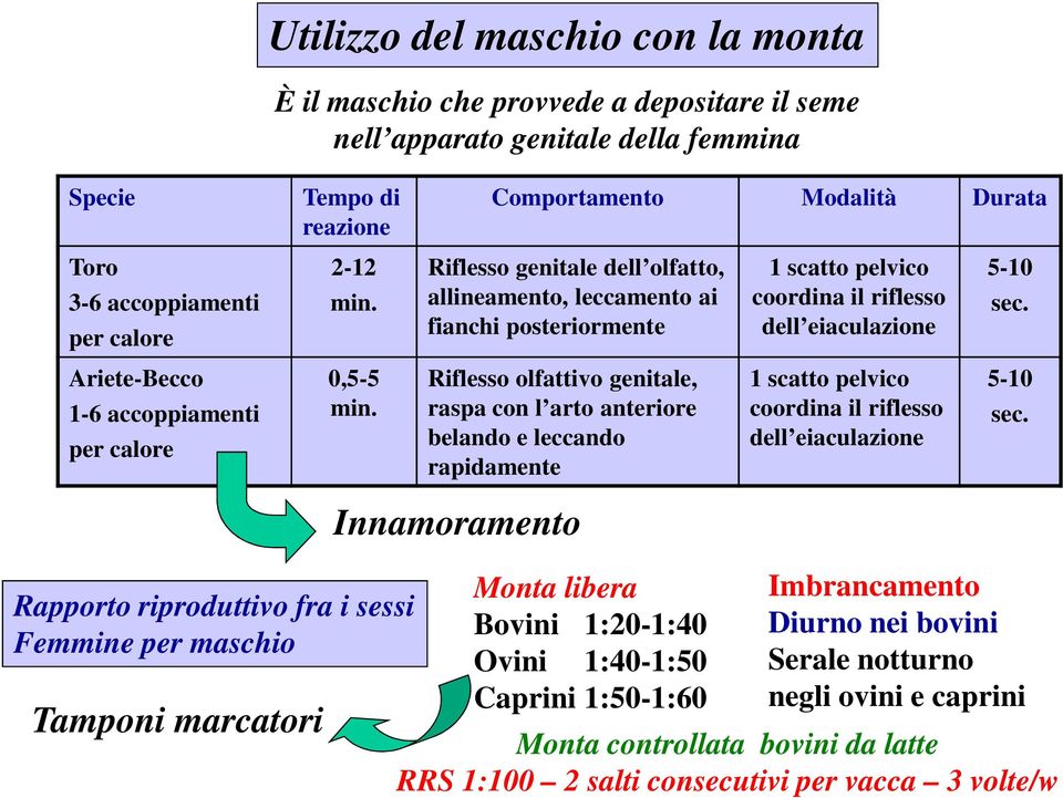 Comportamento Modalità Durata Riflesso genitale dell olfatto, allineamento, leccamento ai fianchi posteriormente Riflesso olfattivo genitale, raspa con l arto anteriore belando e leccando rapidamente