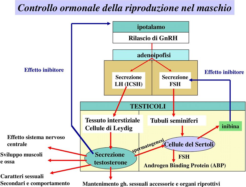 interstiziale Cellule di Leydig Secrezione testosterone Tubuli seminiferi Cellule del Sertoli FSH Androgen Binding