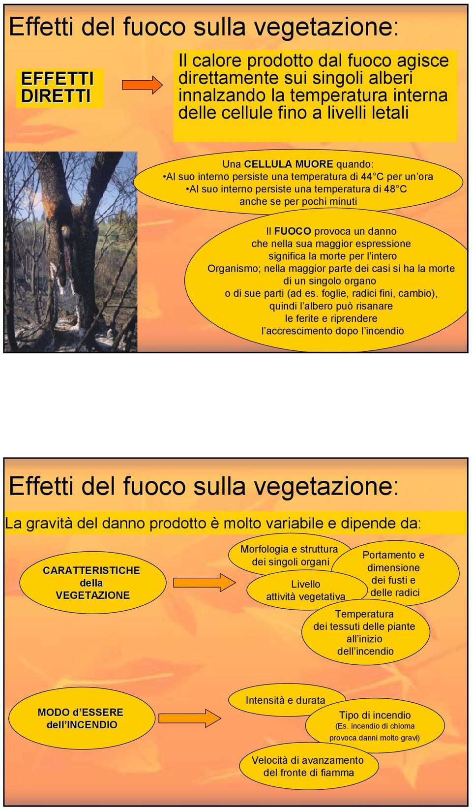 maggior espressione significa la morte per l intero Organismo; nella maggior parte dei casi si ha la morte di un singolo organo o di sue parti (ad es.