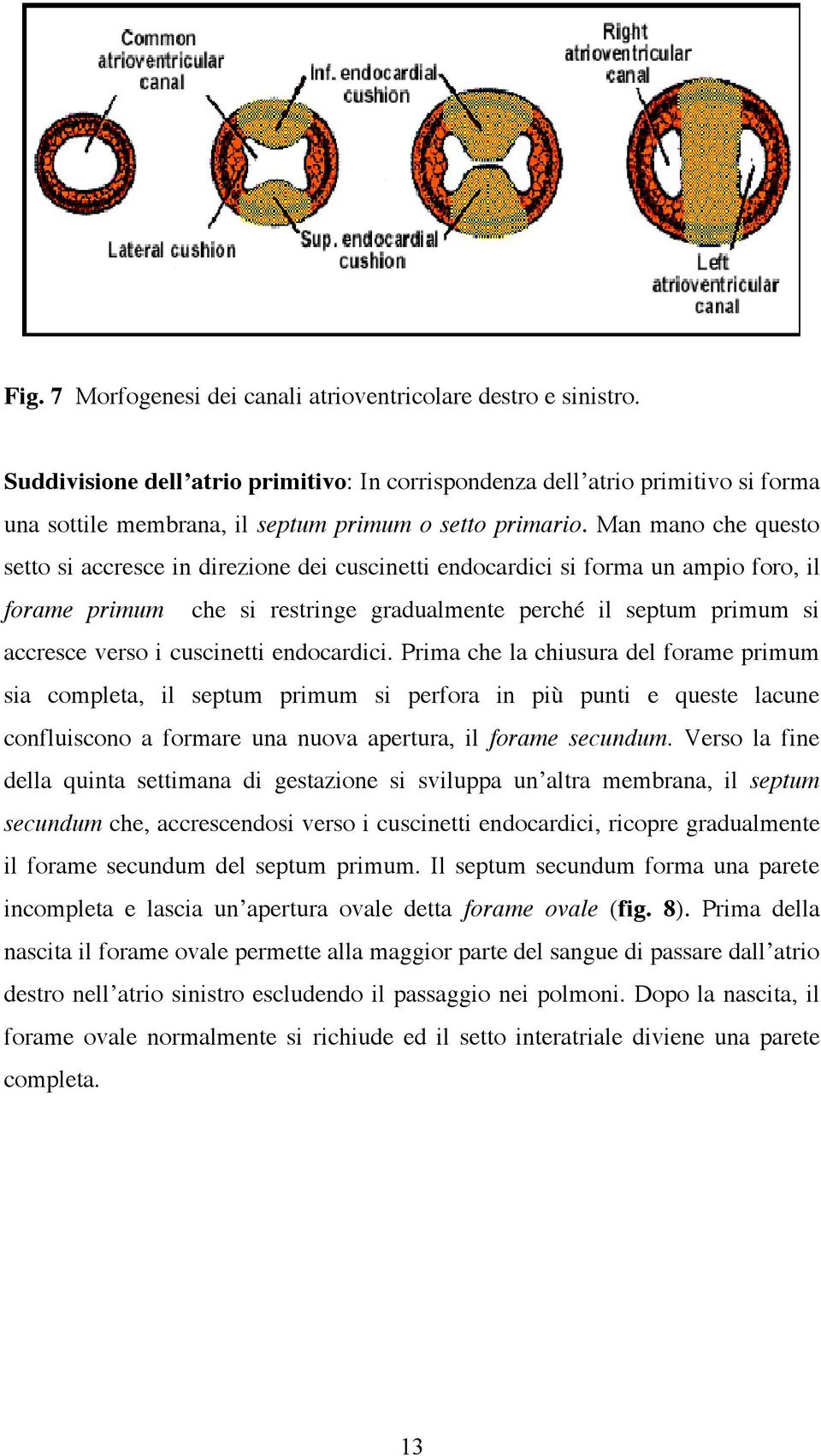 Man mano che questo setto si accresce in direzione dei cuscinetti endocardici si forma un ampio foro, il forame primum che si restringe gradualmente perché il septum primum si accresce verso i