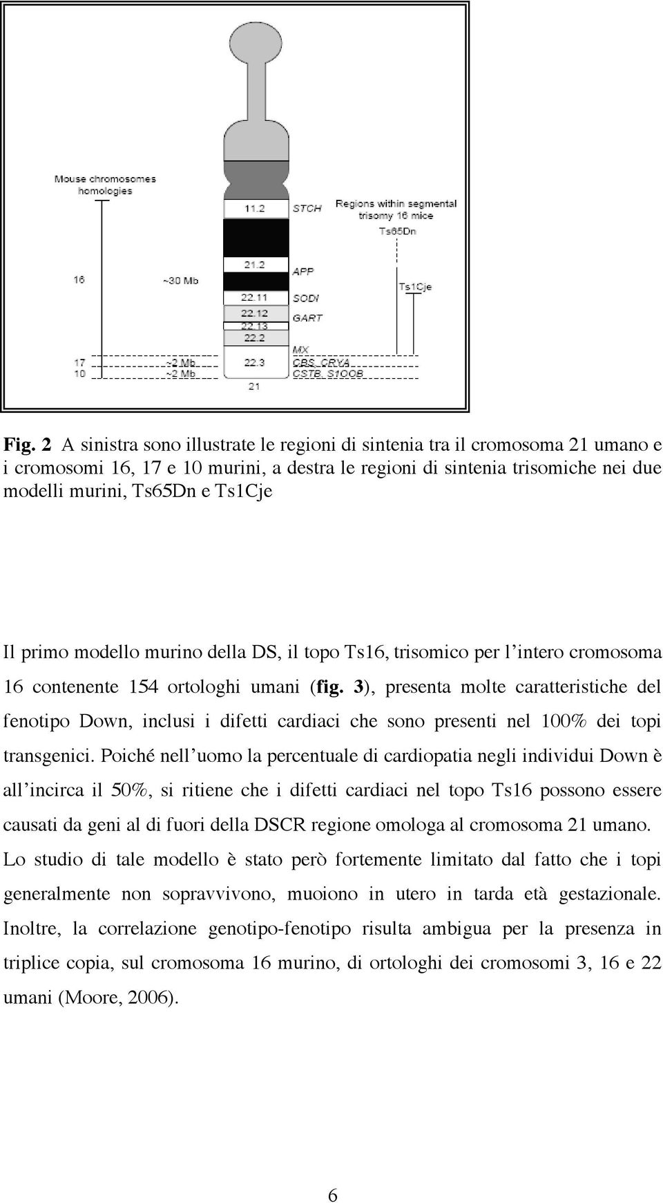 3), presenta molte caratteristiche del fenotipo Down, inclusi i difetti cardiaci che sono presenti nel 100% dei topi transgenici.