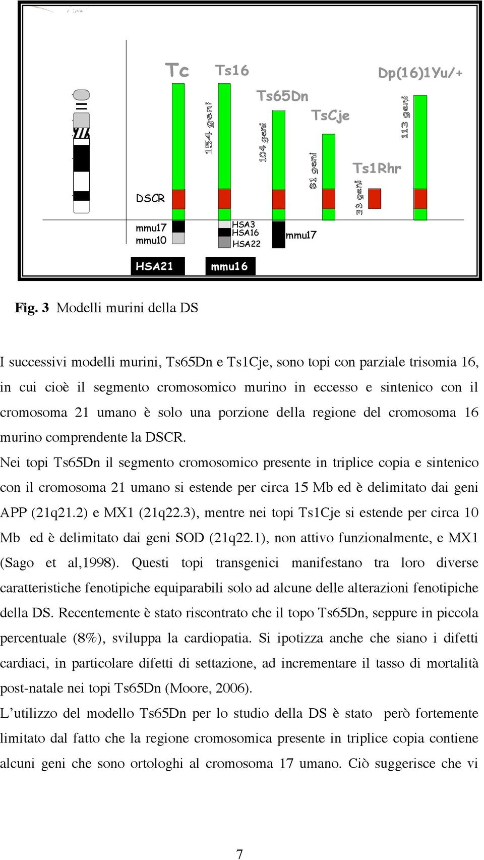 è solo una porzione della regione del cromosoma 16 murino comprendente la DSCR.