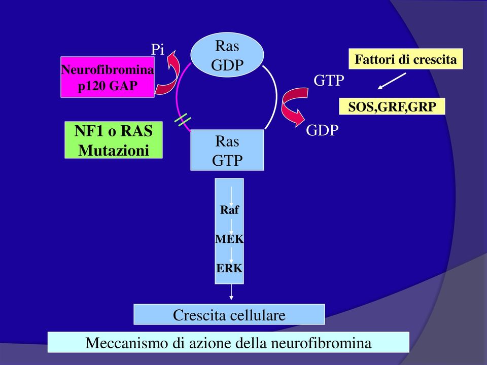 Mutazioni Ras GTP GDP Raf MEK ERK Crescita