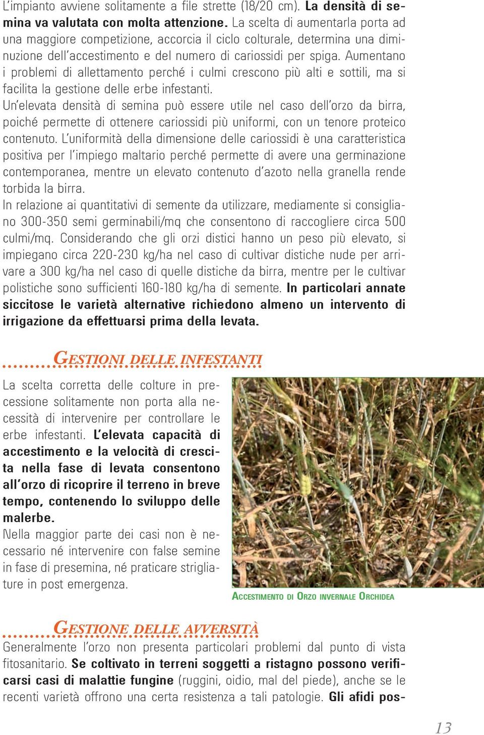 Aumentano i problemi di allettamento perché i culmi crescono più alti e sottili, ma si facilita la gestione delle erbe infestanti.