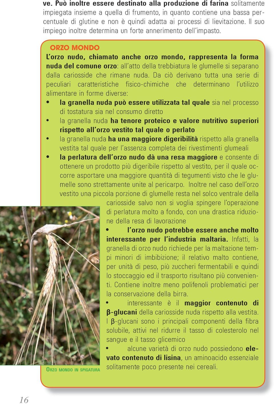 orzo Mondo L orzo nudo, chiamato anche orzo mondo, rappresenta la forma nuda del comune orzo: all atto della trebbiatura le glumelle si separano dalla cariosside che rimane nuda.