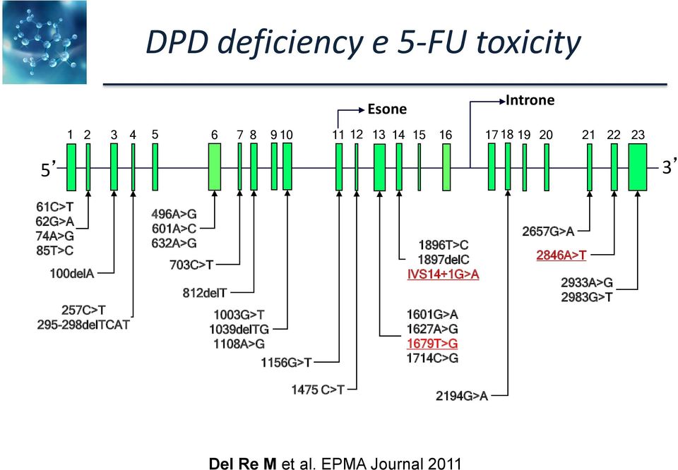 703C>T 812delT 1003G>T 1039delTG 1108A>G 1156G>T 1896T>C 1897delC IVS14+1G>A 1601G>A 1627A>G