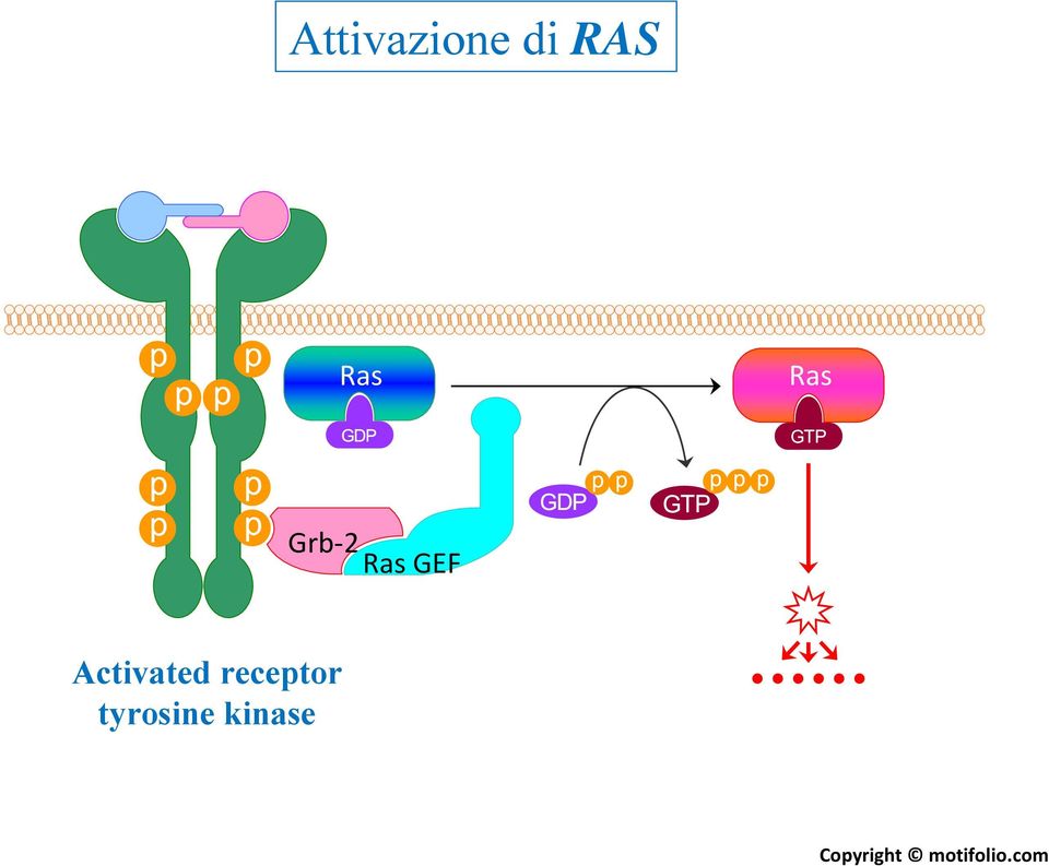 Activated receptor