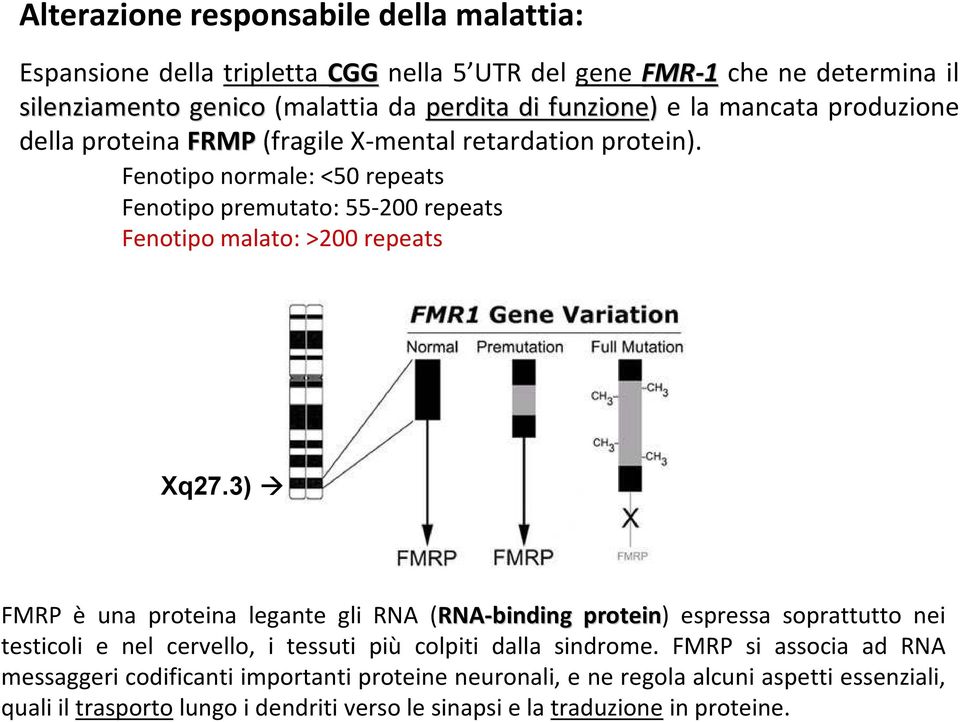 Fenotipo normale: <50 repeats Fenotipo premutato: 55-200 repeats Fenotipo malato: >200 repeats Xq27.