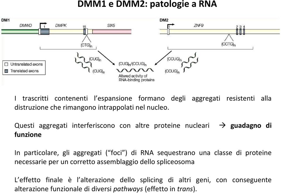 Questi aggregati interferiscono con altre proteine nucleari guadagno di funzione In particolare, gli aggregati ( foci ) di RNA