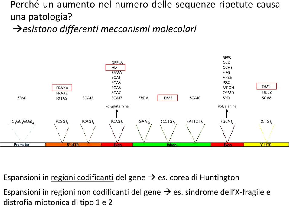 codificantidel gene es.