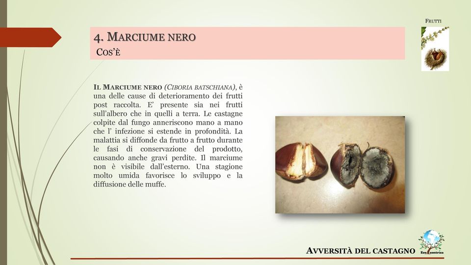 Le castagne colpite dal fungo anneriscono mano a mano che l infezione si estende in profondità.