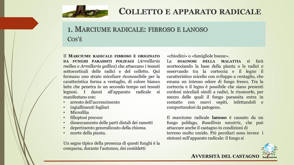 radici e del colletto. Qui formano uno strato miceliare riconoscibile per la caratteristica forma a ventaglio, di colore bianco latte che penetra in un secondo tempo nei tessuti legnosi.