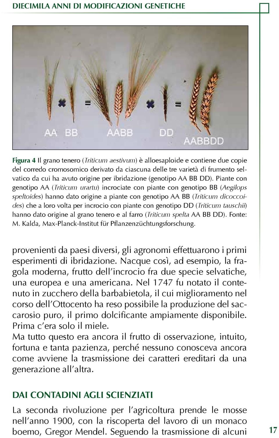 Piante con genotipo AA (Triticum urartu) incrociate con piante con genotipo BB (Aegilops speltoides) hanno dato origine a piante con genotipo AA BB (Triticum dicoccoides) che a loro volta per