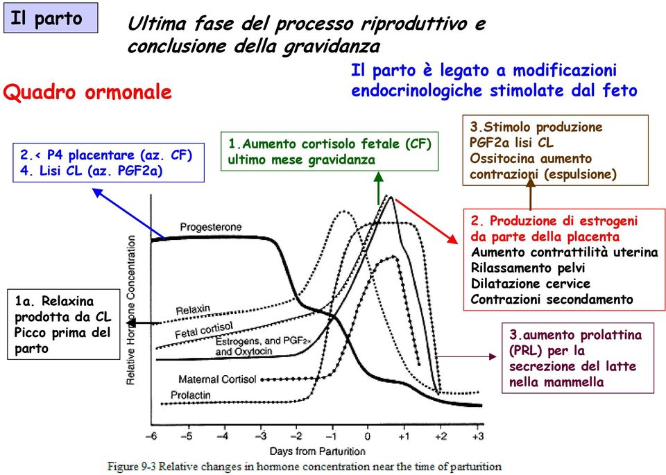 Stimolo produzione PGF2a lisi CL Ossitocina aumento contrazioni (espulsione) 1a. Relaxina prodotta da CL Picco prima del parto 2.