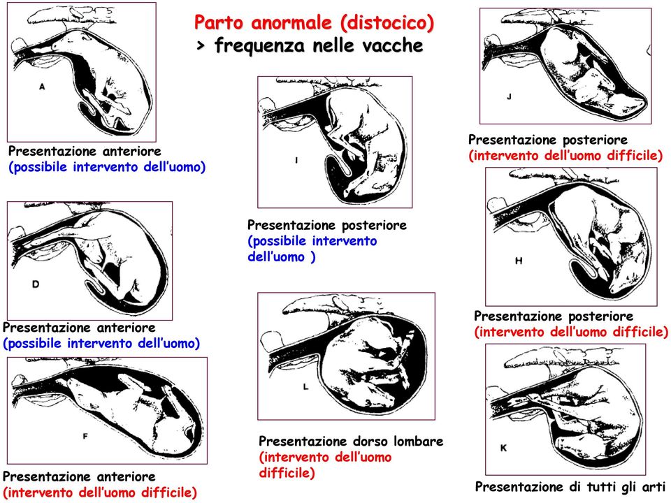 Presentazione anteriore (possibile intervento dell uomo) Presentazione posteriore (intervento dell uomo difficile)