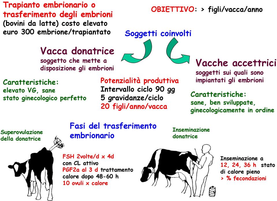 Vacche accettrici soggetti sui quali sono impiantati gli embrioni Caratteristiche: sane, ben sviluppate, ginecologicamente in ordine Superovulazione della donatrice Fasi del trasferimento