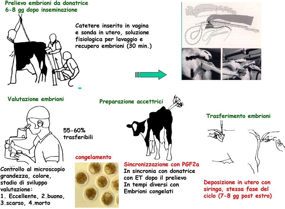 ) Valutazione embrioni Preparazione accettrici Trasferimento embrioni 55-60% trasferibili Controllo al microscopio grandezza, colore, stadio di