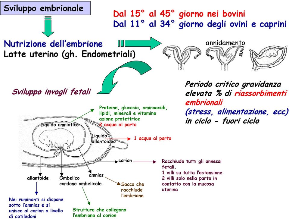 % di riassorbimenti embrionali (stress, alimentazione, ecc) in ciclo - fuori ciclo Liquido allantoideo 1 acque al parto allantoide Nei ruminanti si dispone sotto l amnios e si unisce al corion a