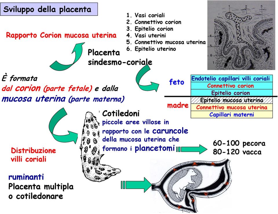 Epitelio uterino È formata dal corion (parte fetale) e dalla mucosa uterina (parte materna) Distribuzione villi coriali feto madre Cotiledoni piccole aree