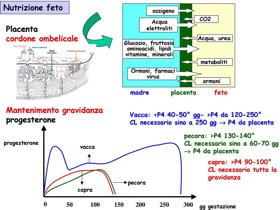 40-50 gg- - >P4 da 120-250 CL necessario sino a 250 gg P4 da placenta progesterone vacca capra pecora pecora: >P4 130-140 CL