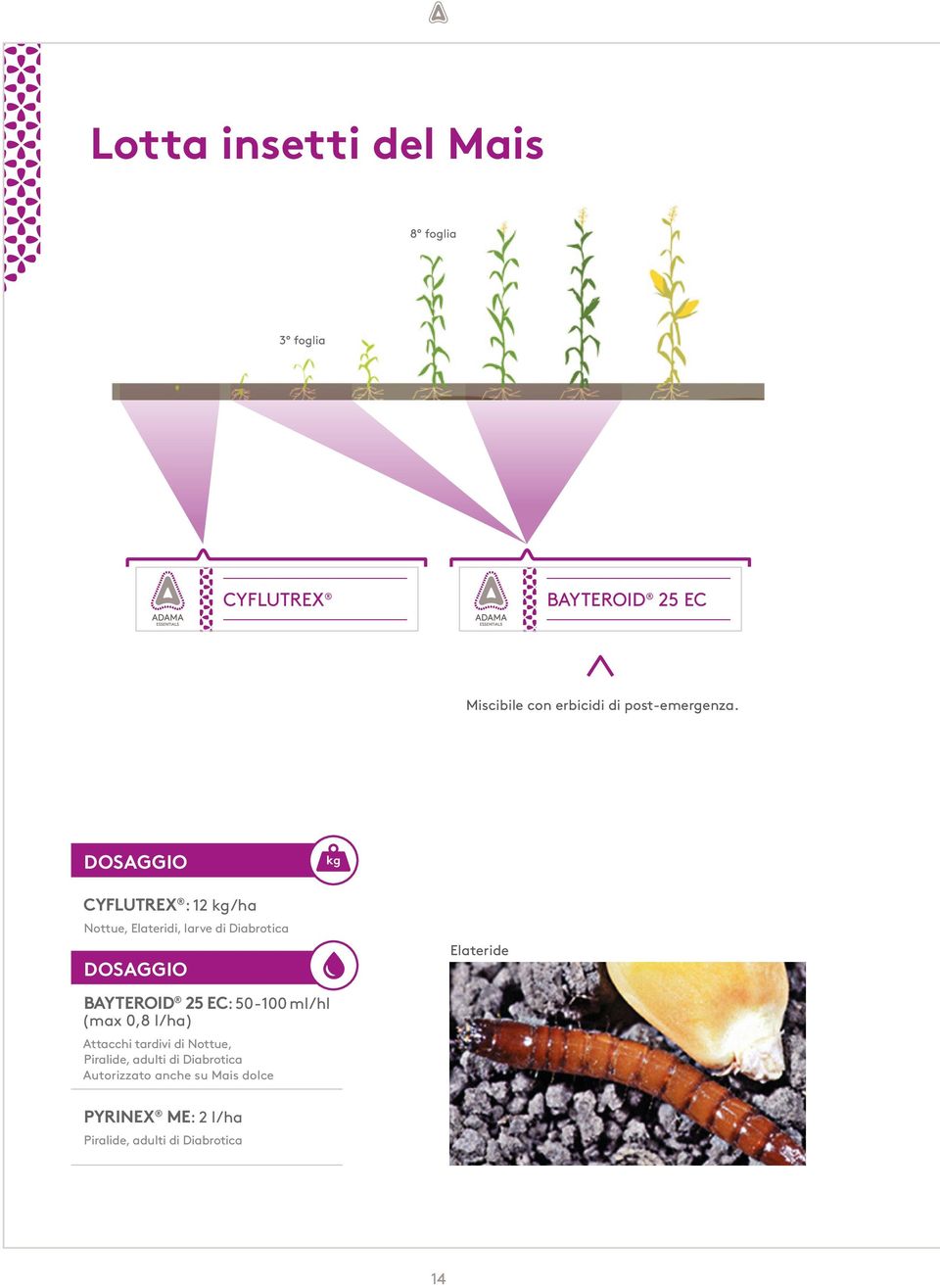 Dosaggio Cyflutrex : 12 kg/ha Nottue, Elateridi, larve di Diabrotica Dosaggio Elateride